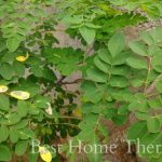 A simple remedy for back pain/spinal cord problems using drumstick leaves